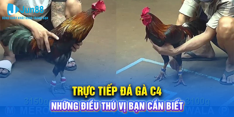 Giới thiệu trực tiếp đá gà c4