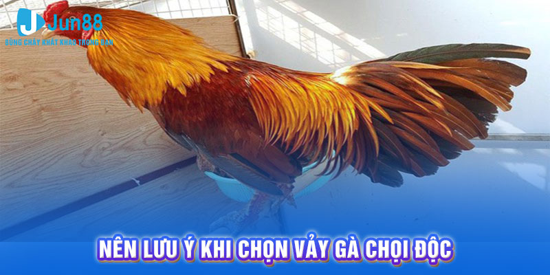 Nên lưu ý khi chọn vảy gà chọi độc