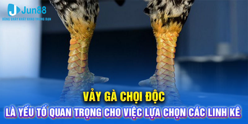 Vảy gà chọi độc là yếu tố quan trọng cho việc lựa chọn các linh kê 